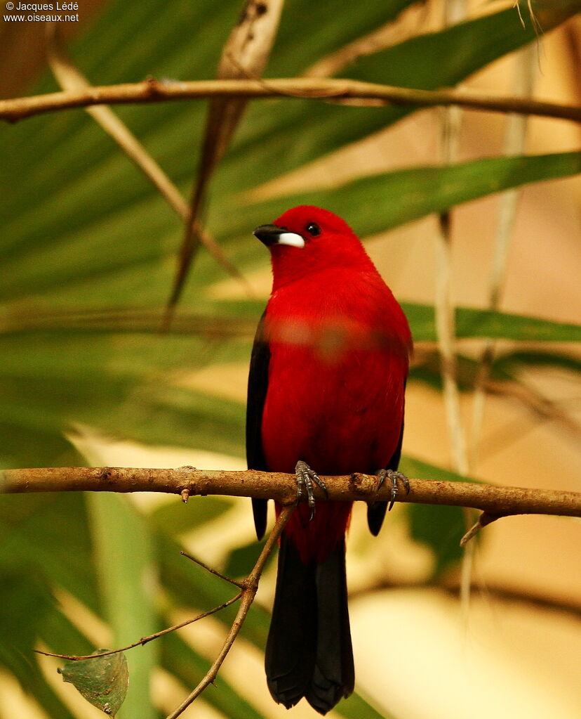 Brazilian Tanager