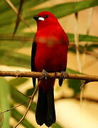 Brazilian Tanager