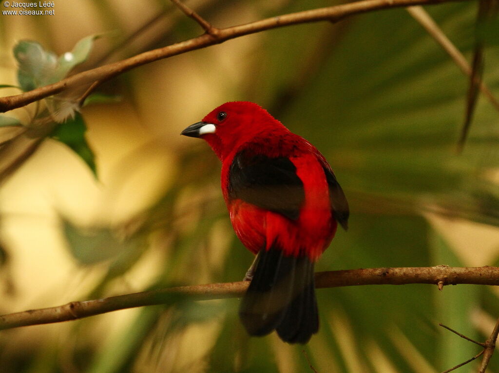 Brazilian Tanager