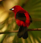 Brazilian Tanager