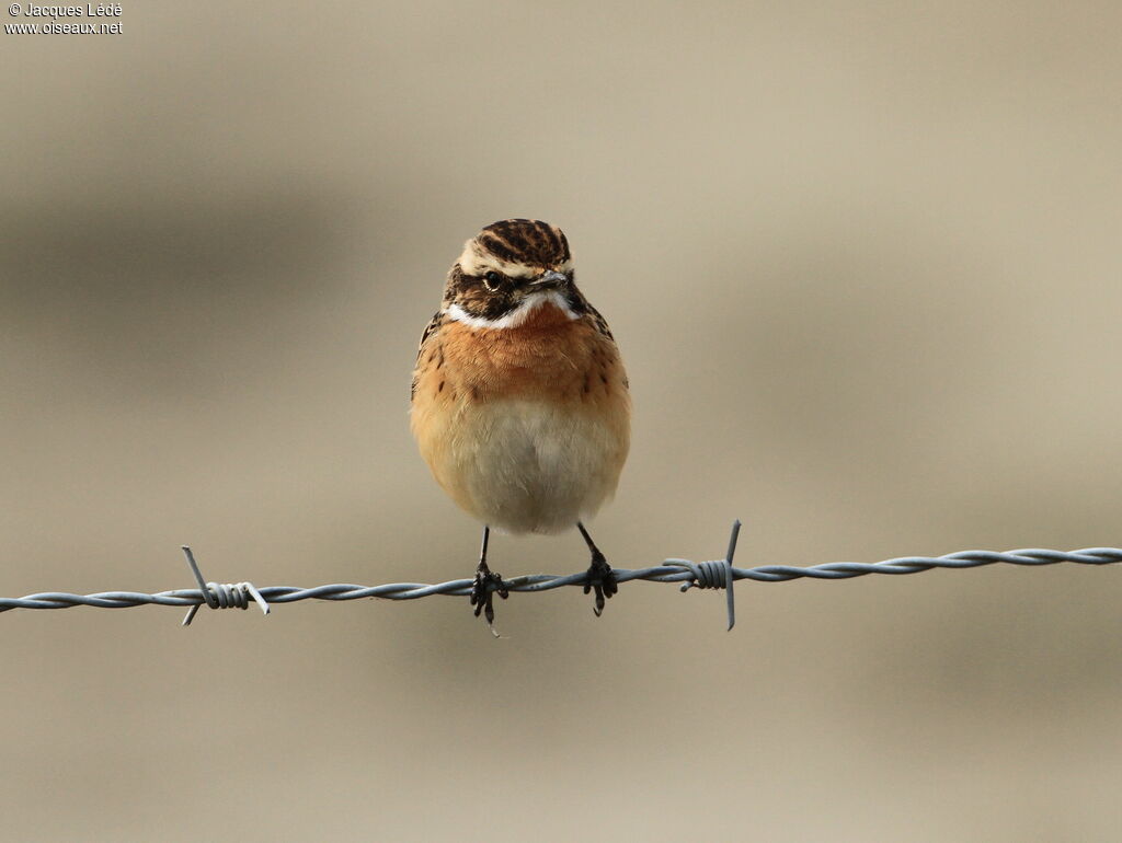 Whinchat