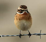 Whinchat