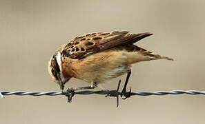 Whinchat