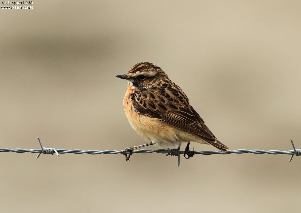 Whinchat