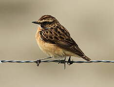 Whinchat