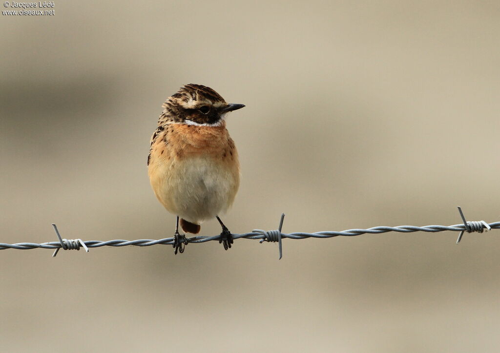 Whinchat