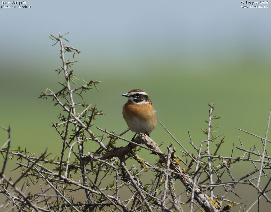 Whinchat