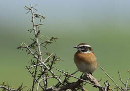 Whinchat