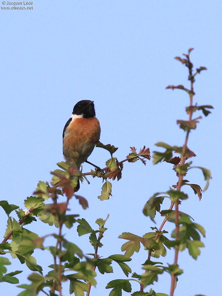 European Stonechat