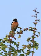 European Stonechat