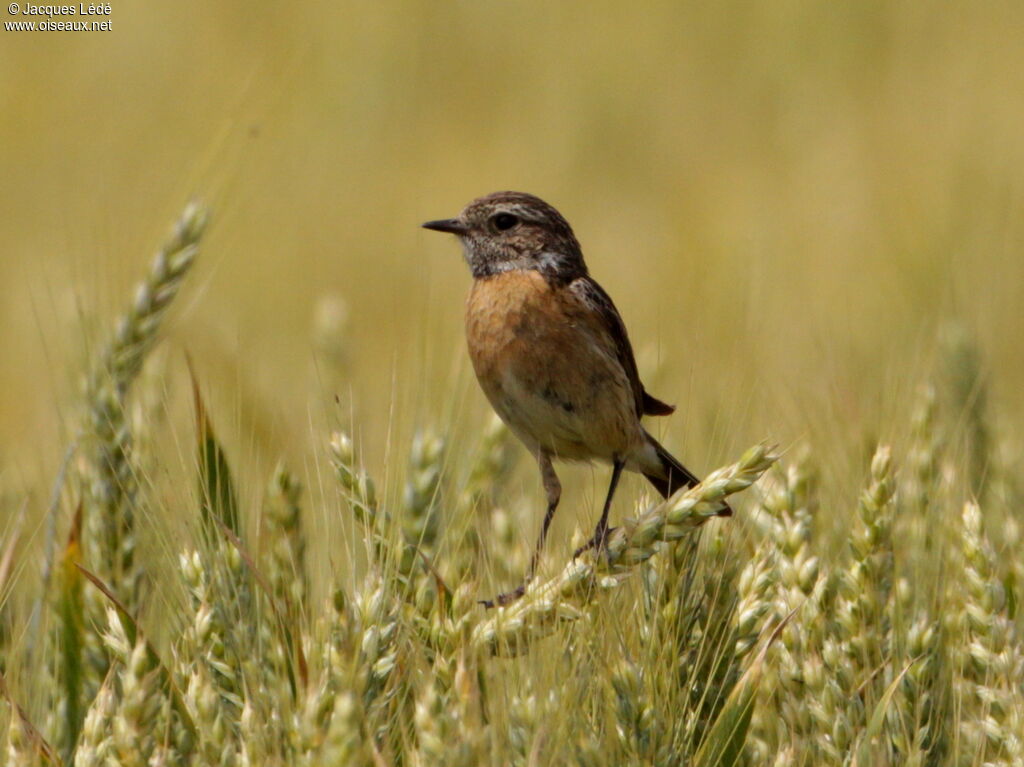 European Stonechat