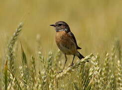 European Stonechat