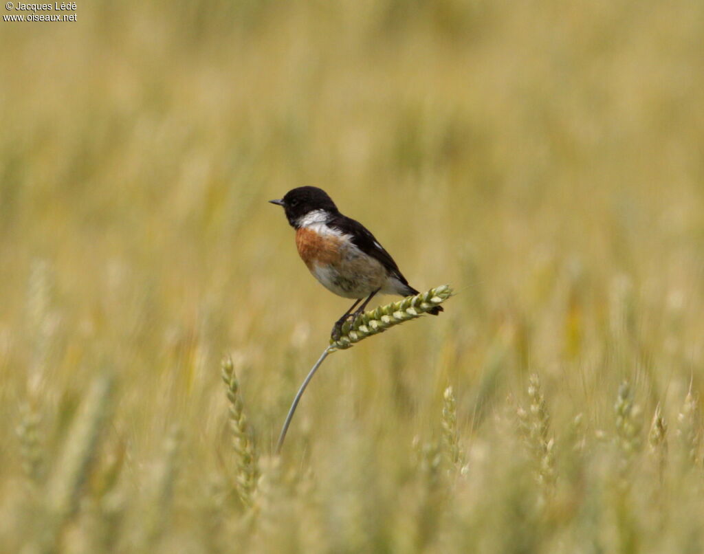 European Stonechat