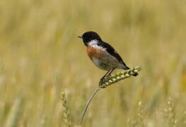 European Stonechat