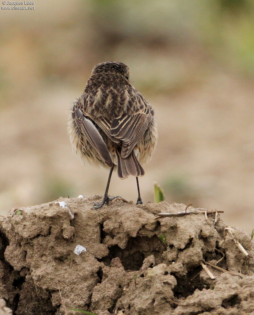 European Stonechat