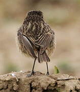 European Stonechat