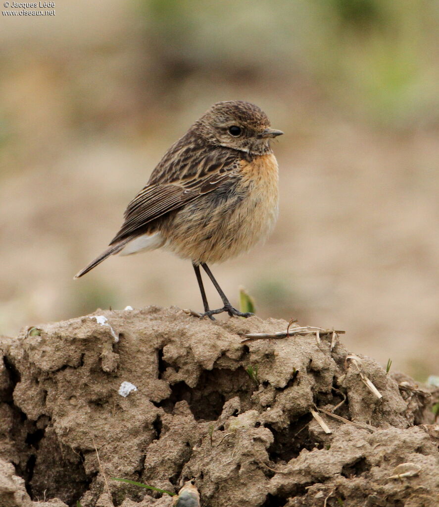 European Stonechat