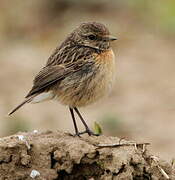 European Stonechat