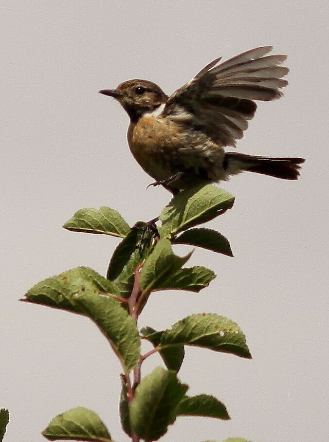 European Stonechat