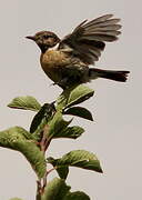 European Stonechat