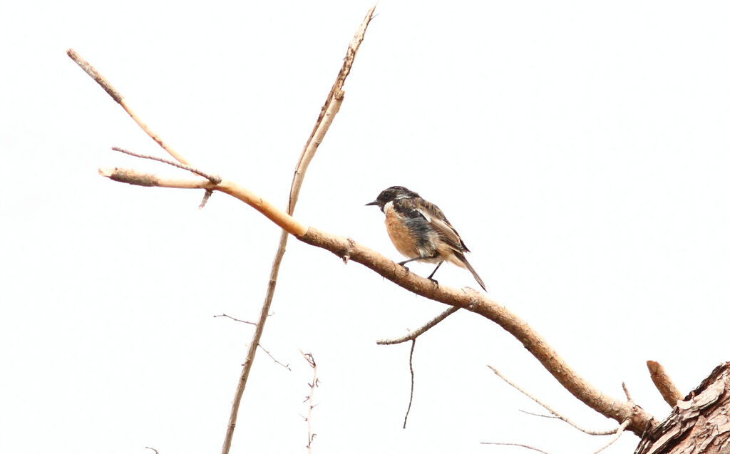 European Stonechat