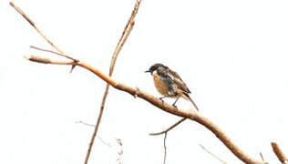 European Stonechat