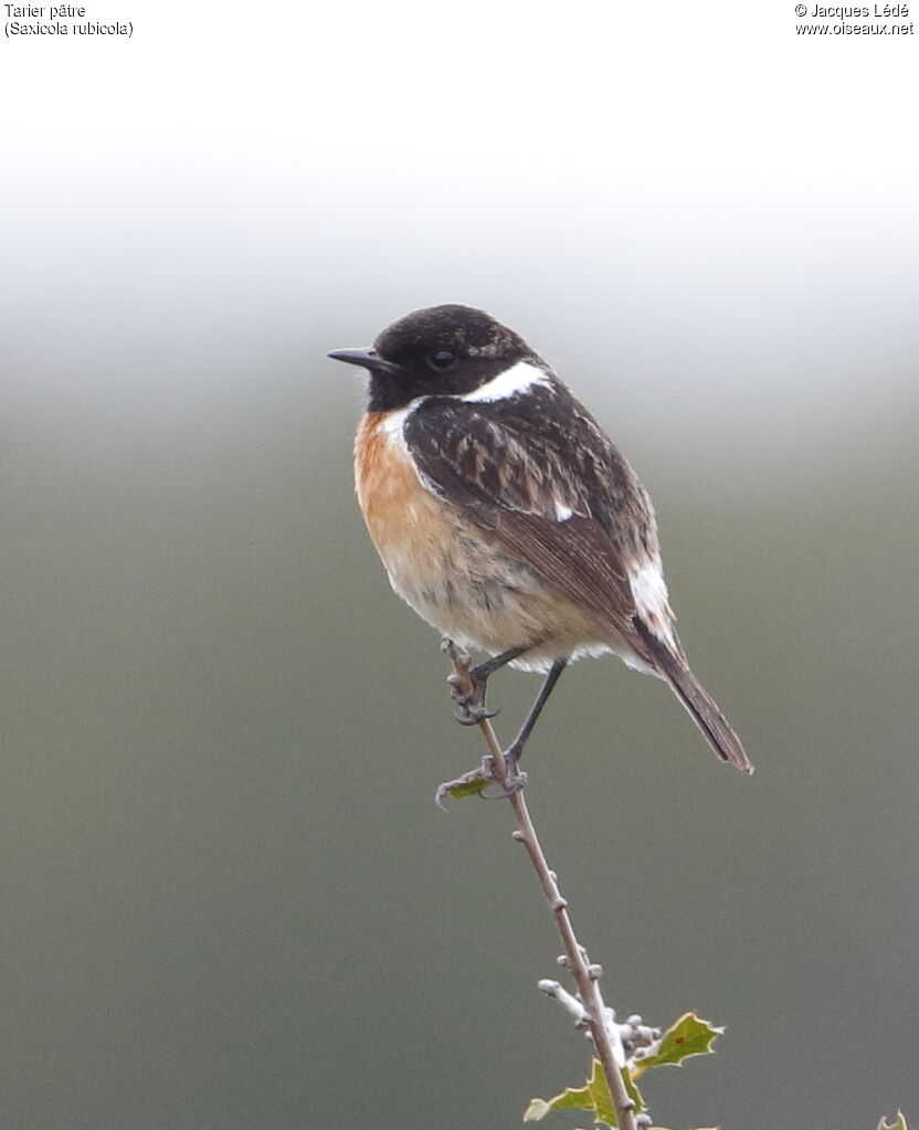 European Stonechat