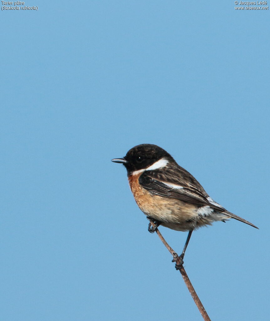 European Stonechat