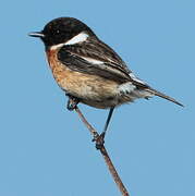 European Stonechat