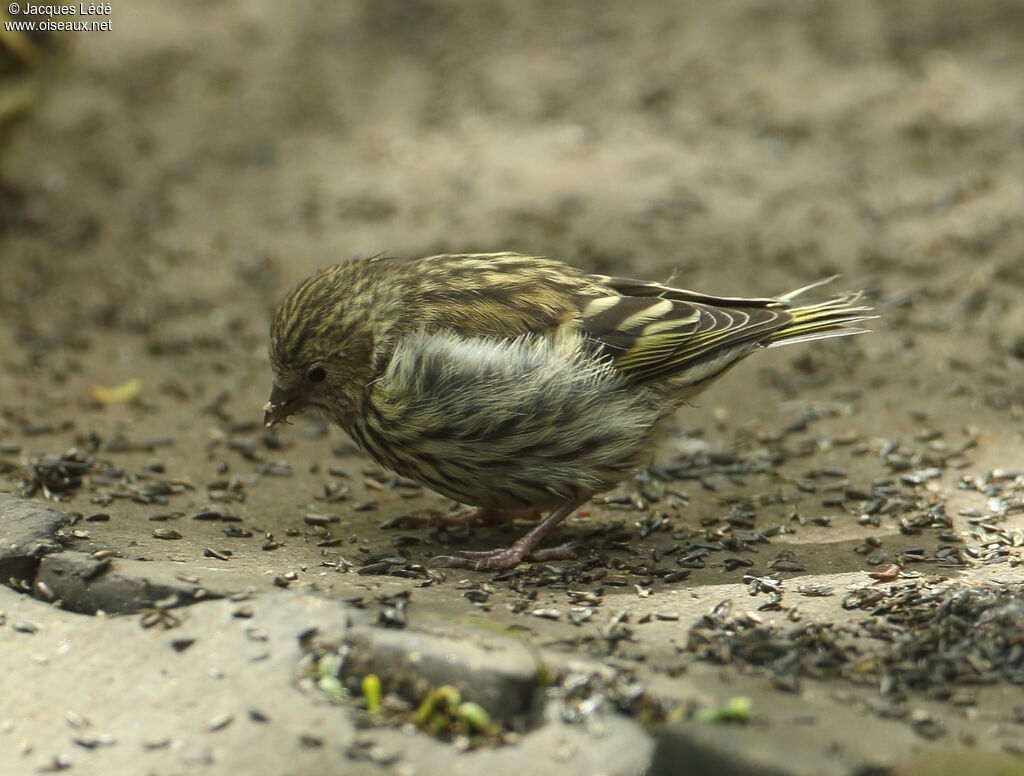 Eurasian Siskin