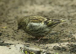 Eurasian Siskin