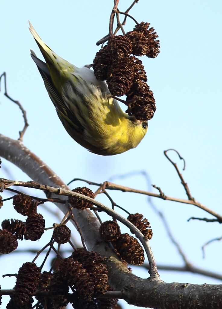 Eurasian Siskin