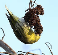 Eurasian Siskin