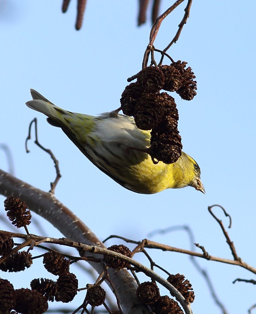 Eurasian Siskin