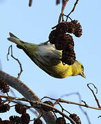 Eurasian Siskin