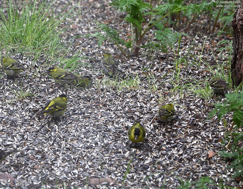 Eurasian Siskin