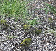 Eurasian Siskin