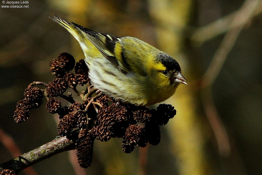 Eurasian Siskin