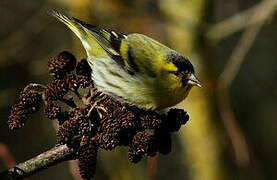 Eurasian Siskin