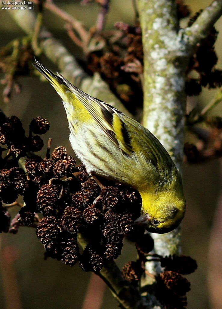 Eurasian Siskin