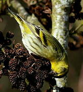 Eurasian Siskin