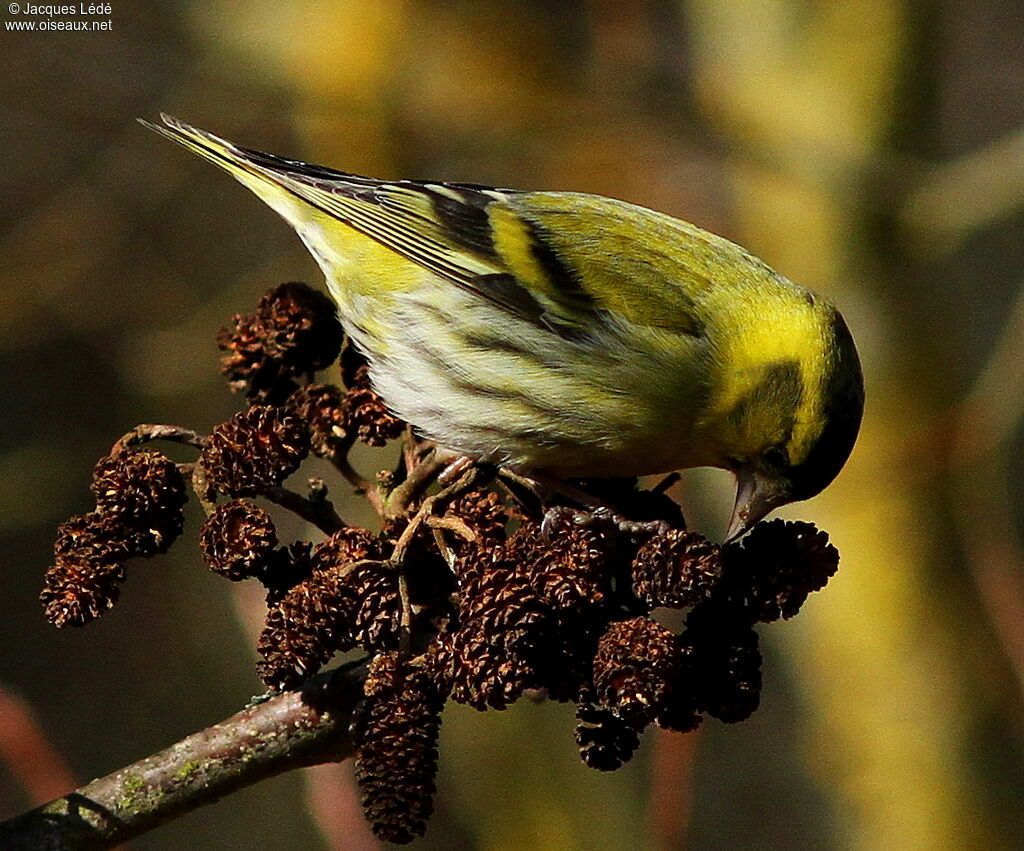 Eurasian Siskin, feeding habits