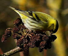 Eurasian Siskin