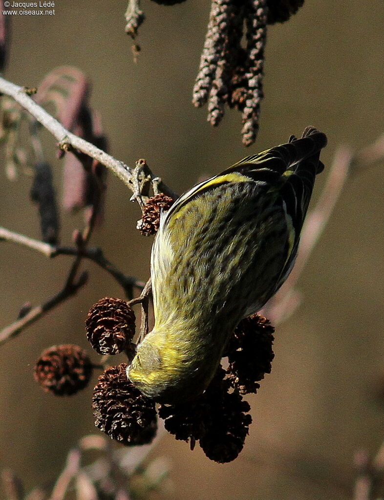 Eurasian Siskin