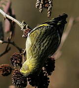 Eurasian Siskin