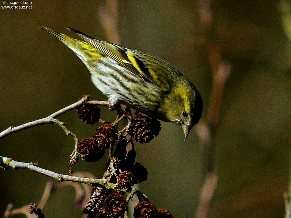 Eurasian Siskin