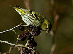 Eurasian Siskin