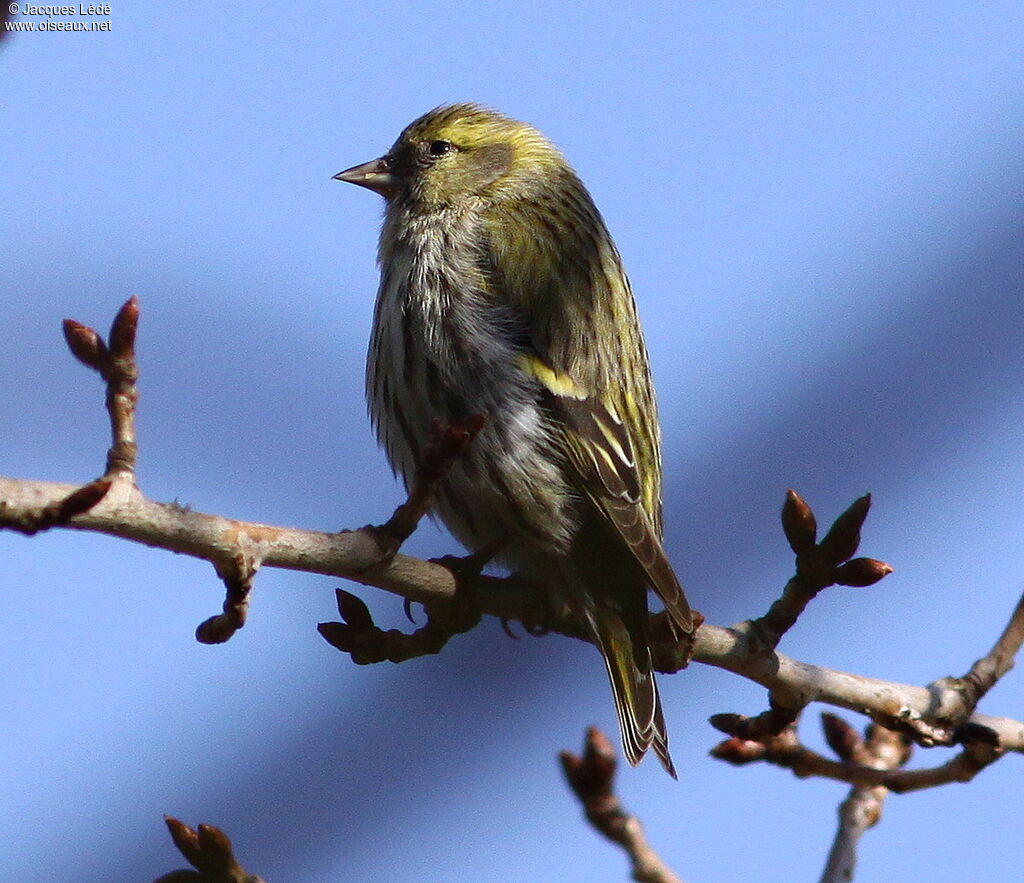 Eurasian Siskin