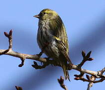 Eurasian Siskin