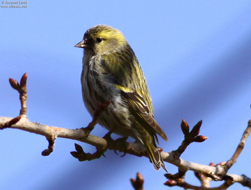 Eurasian Siskin